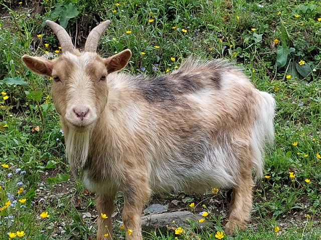 Ferienhaus Unterreithof